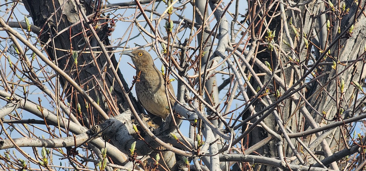 Curve-billed Thrasher - ML559231371