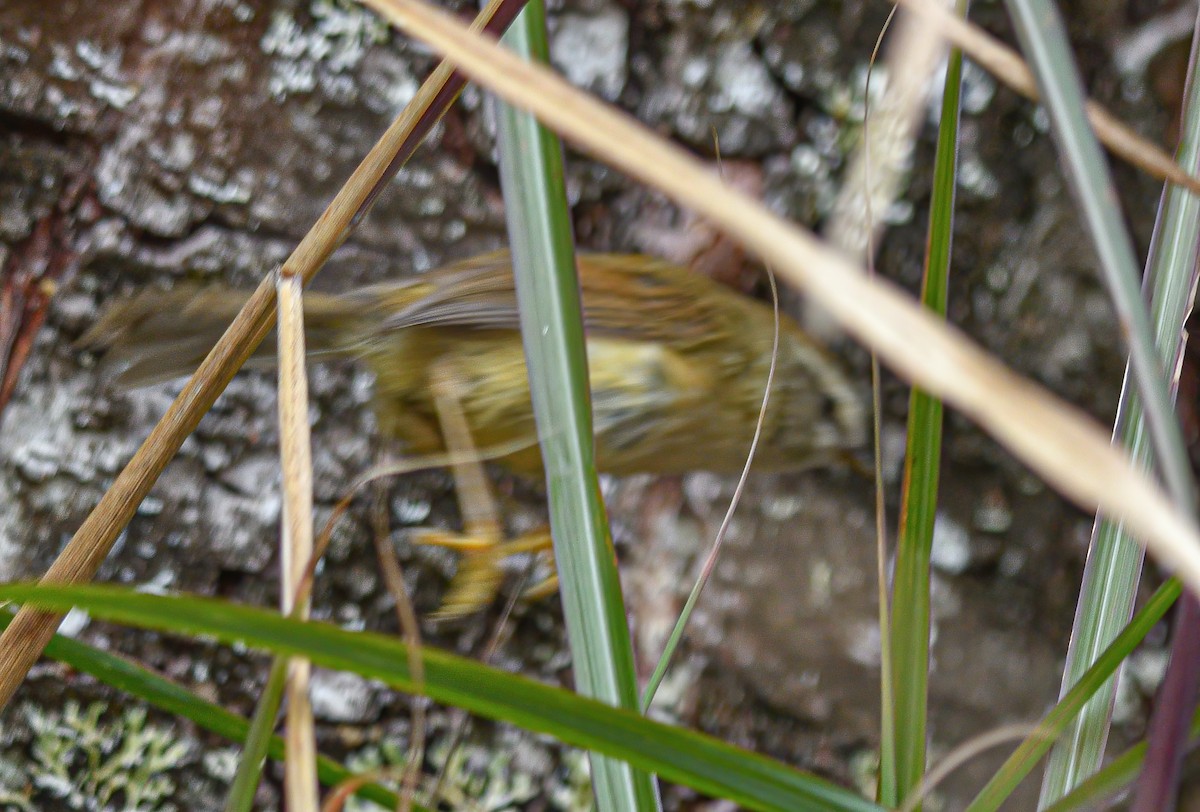 Yellowish-bellied Bush Warbler - ML559232001