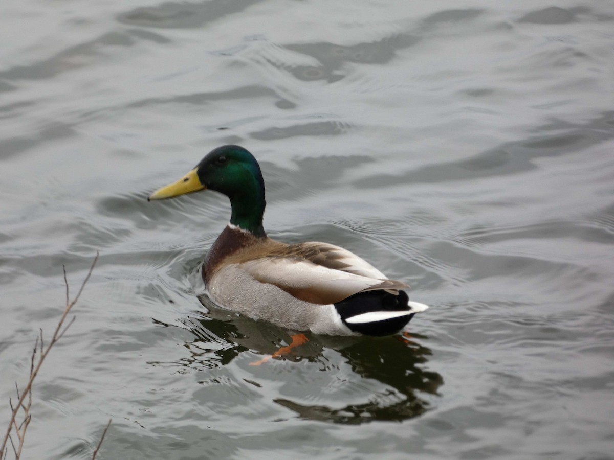 Canard colvert - ML559232401