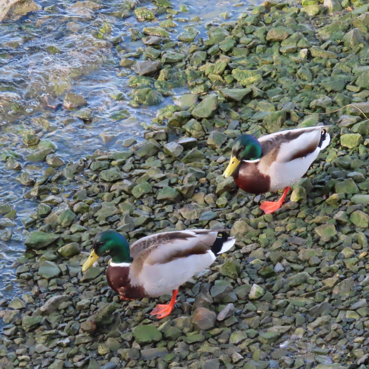 Canard colvert - ML559232511