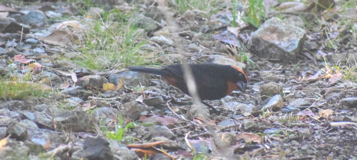 Puerto Rican Bullfinch - ML559233331