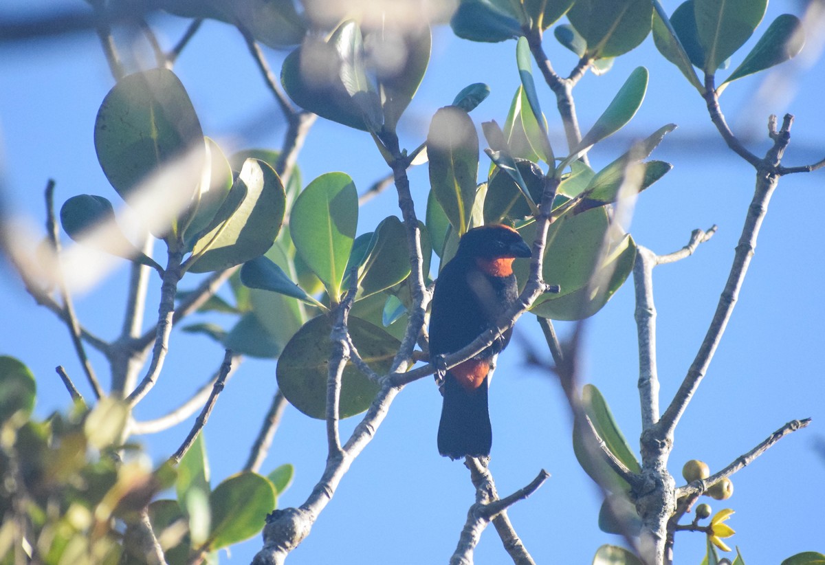 Puerto Rican Bullfinch - ML559233341