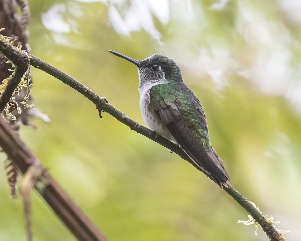 White-bellied Mountain-gem - ML559233451