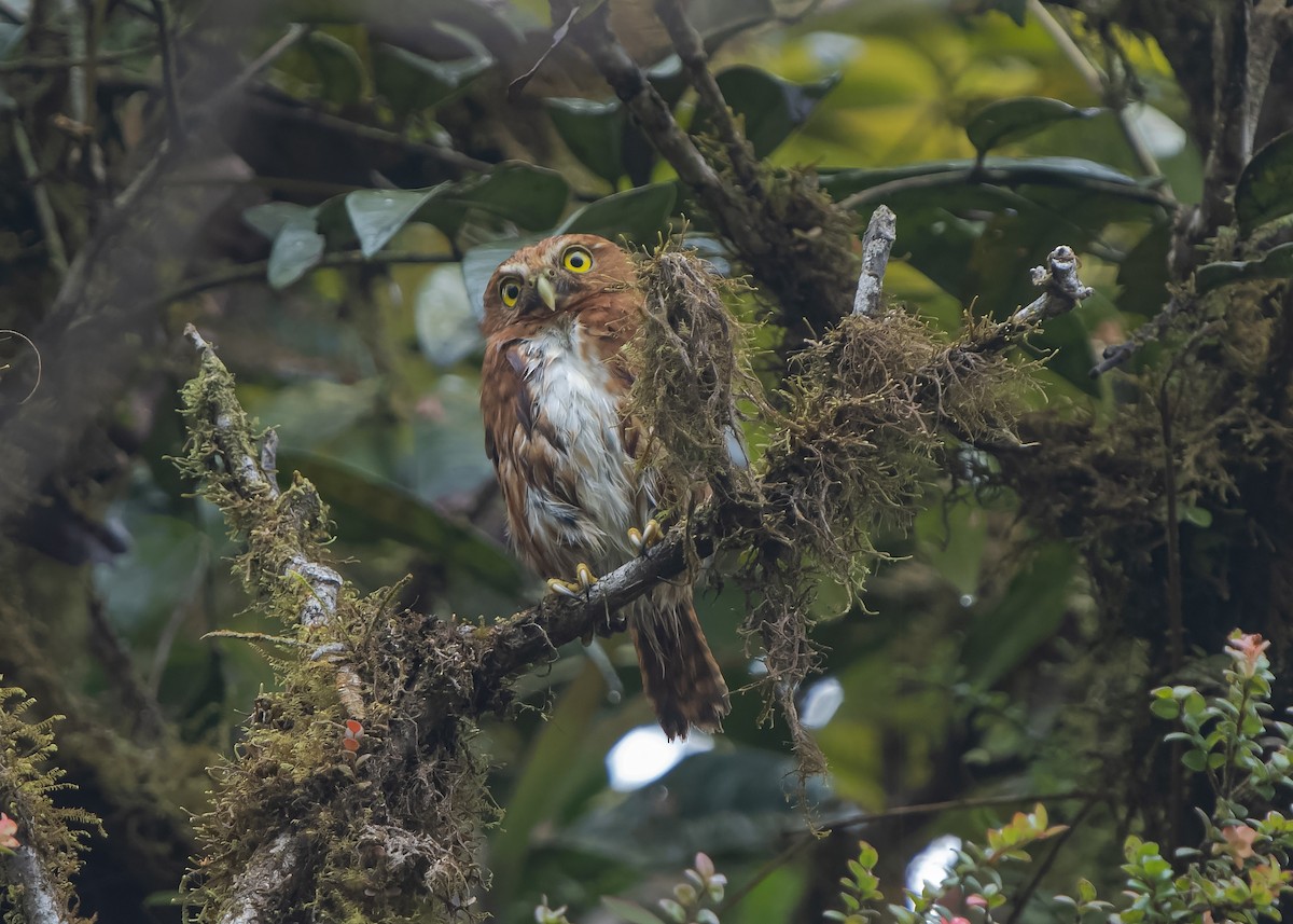 Costa Rican Pygmy-Owl - Guillermo  Saborío Vega