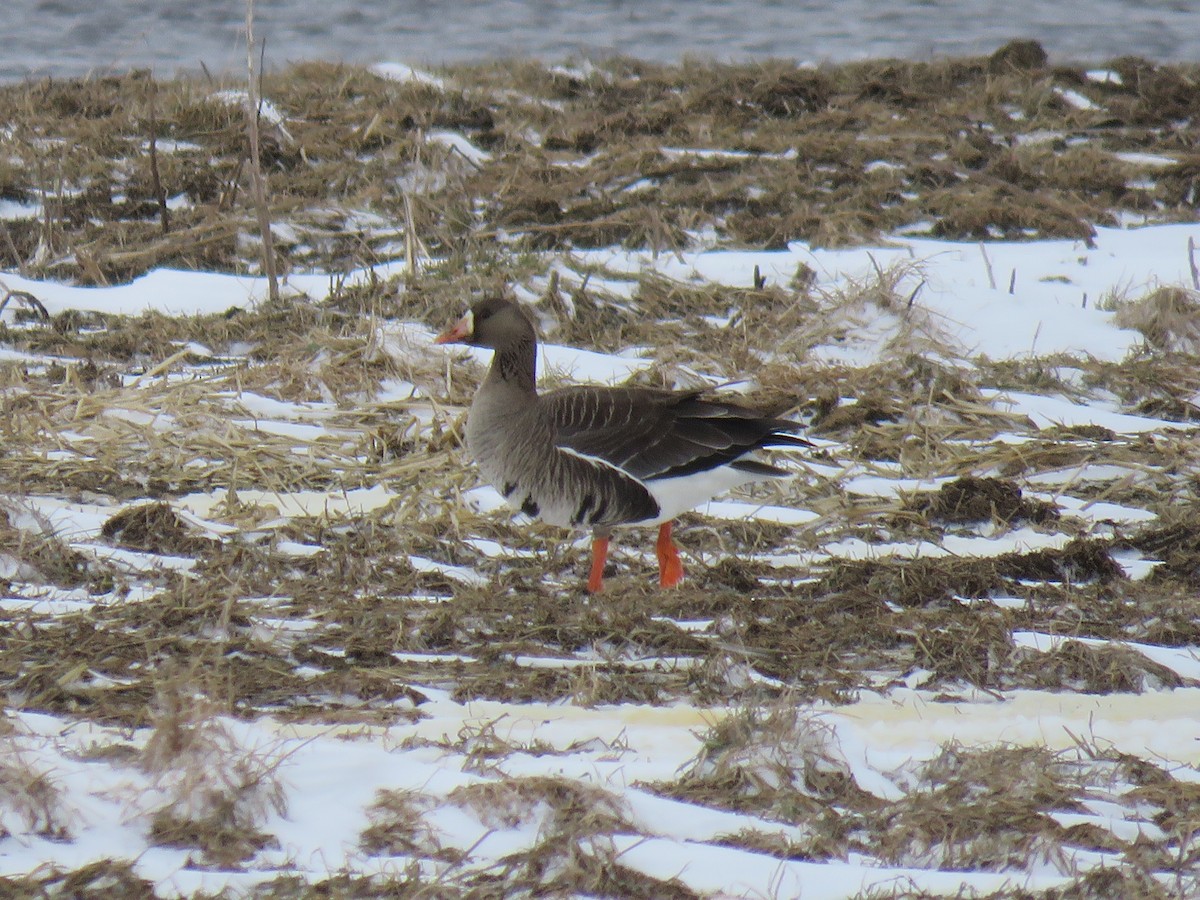 Greater White-fronted Goose - ML559233631