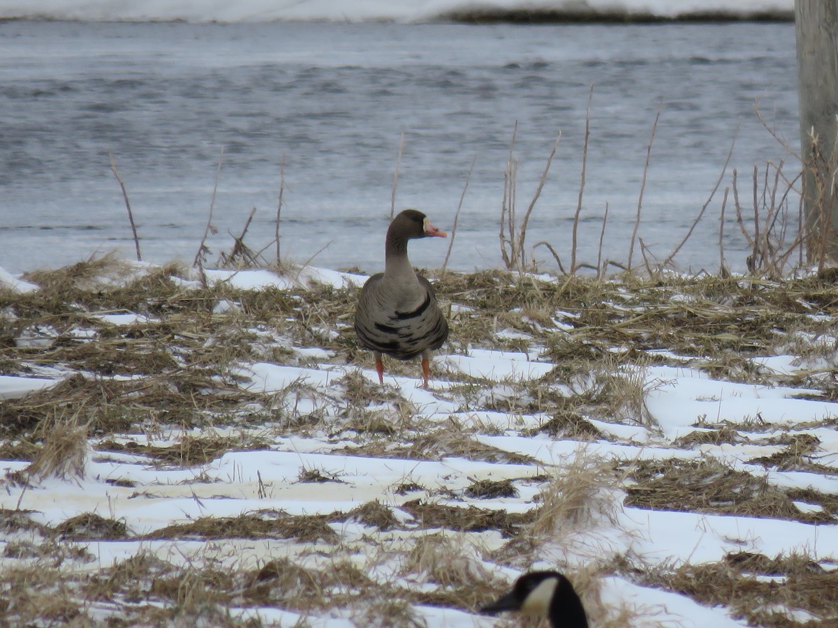 Greater White-fronted Goose - ML559233641