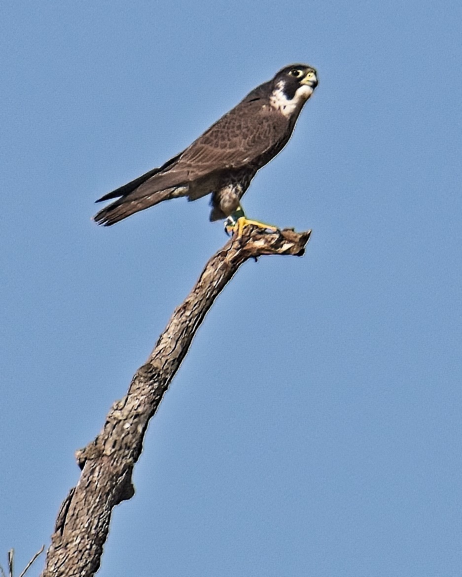 Peregrine Falcon - ML559233751