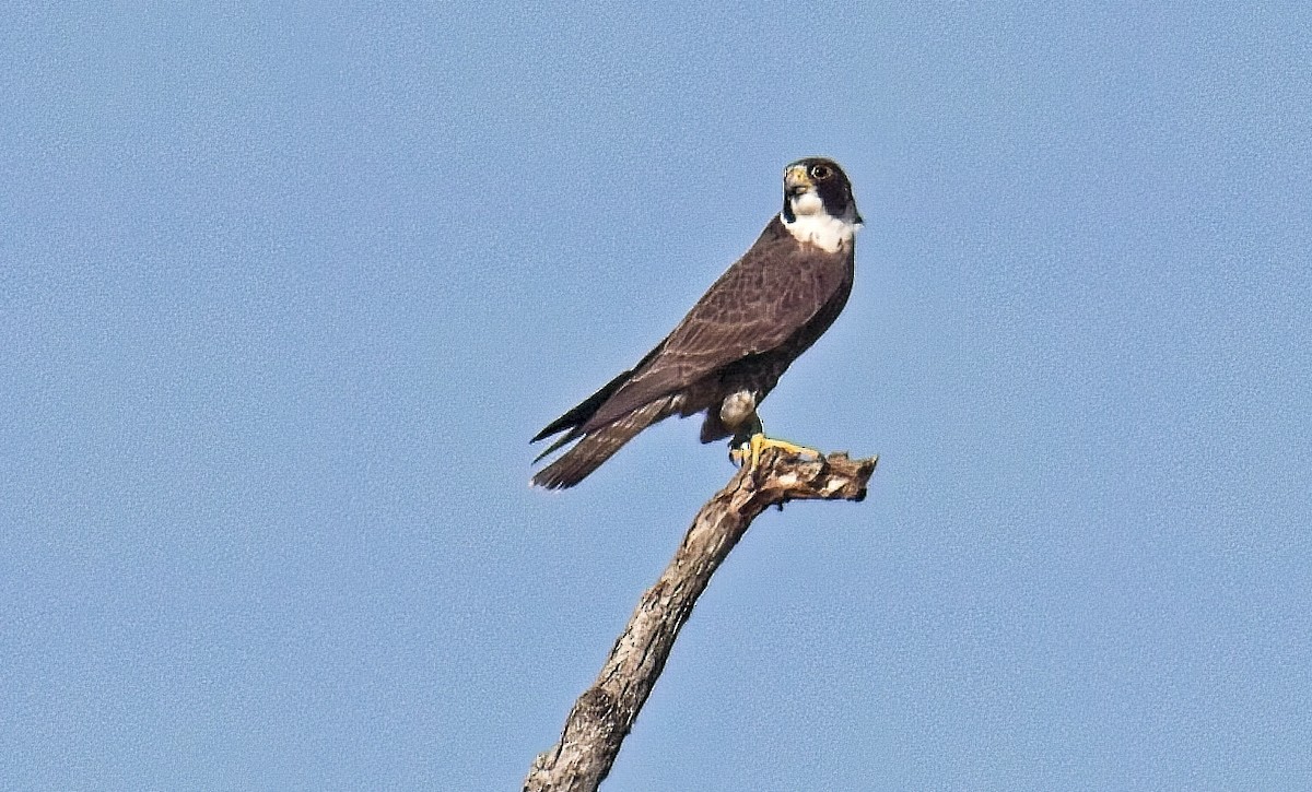 Peregrine Falcon - ML559233761