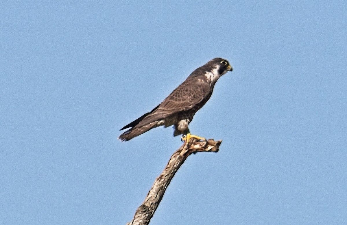 Peregrine Falcon - ML559233771