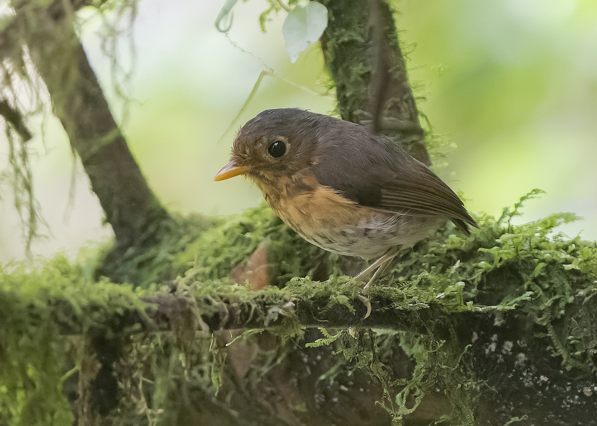 Ochre-breasted Antpitta - ML559233801