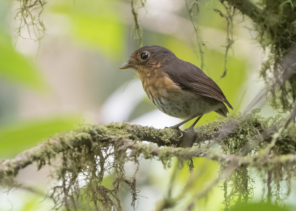 Ochre-breasted Antpitta - ML559233811