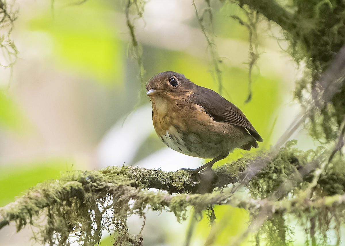 Ochre-breasted Antpitta - ML559233821