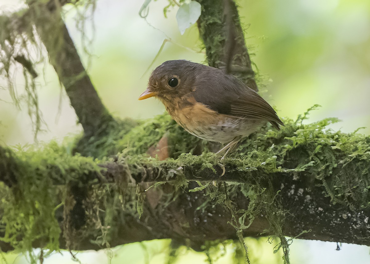 Ochre-breasted Antpitta - ML559233831