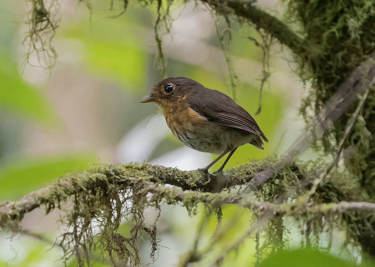 Ochre-breasted Antpitta - ML559233841