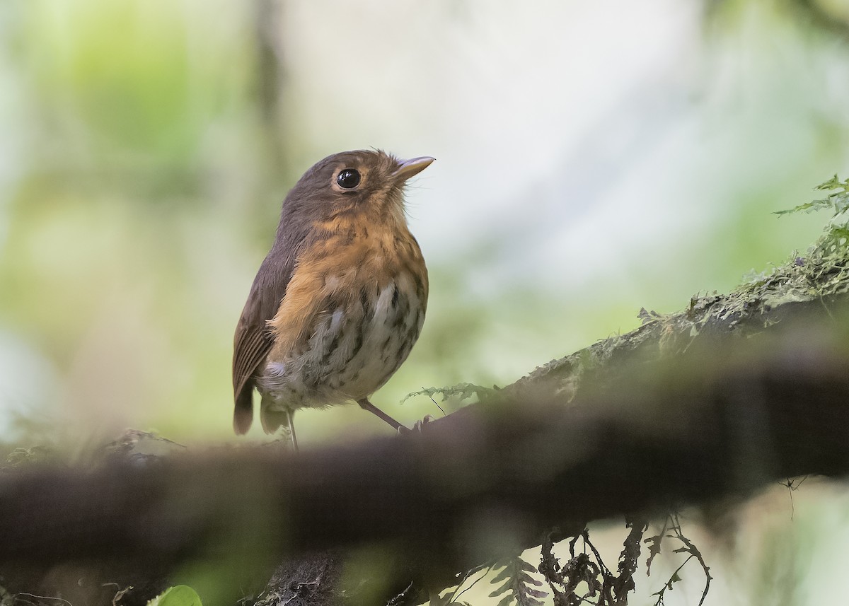 Ochre-breasted Antpitta - ML559233851