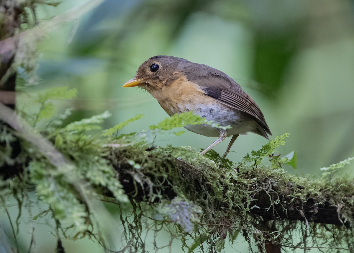 Ochre-breasted Antpitta - ML559233861