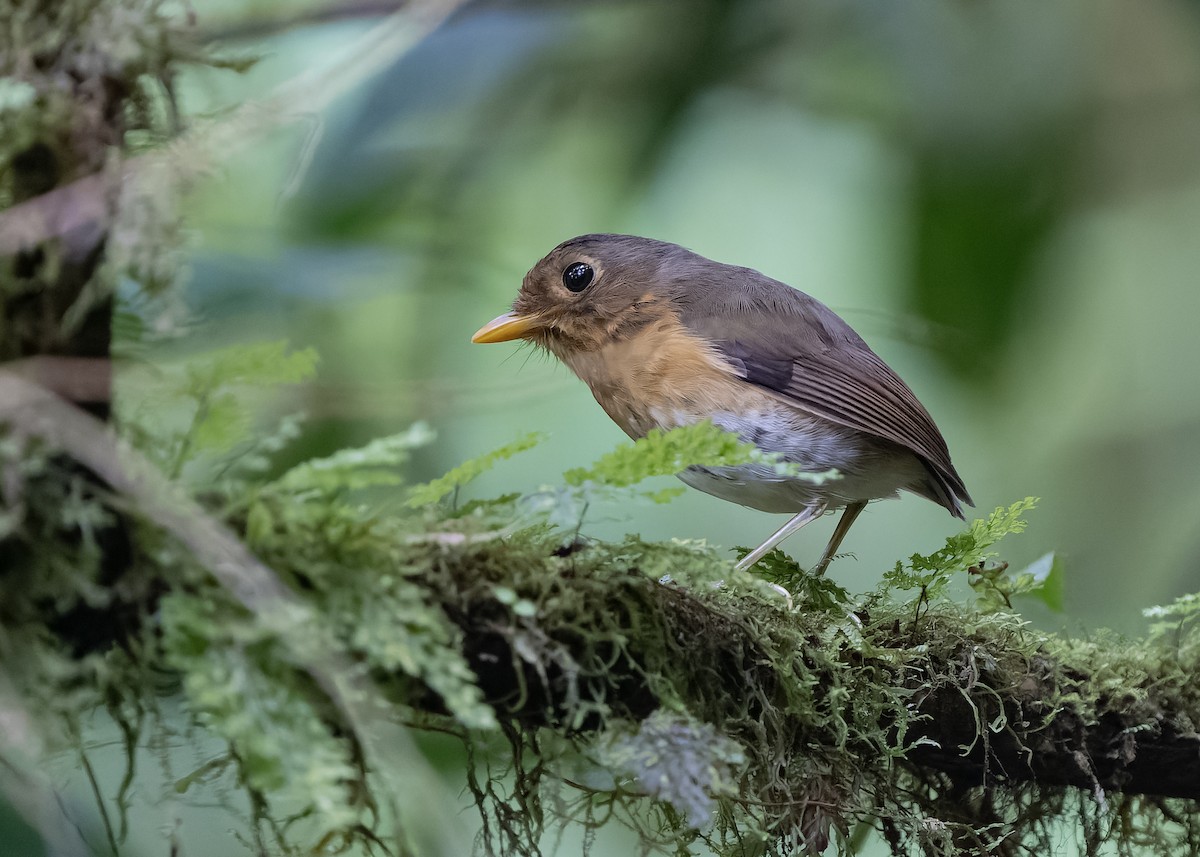 Ochre-breasted Antpitta - Guillermo  Saborío Vega