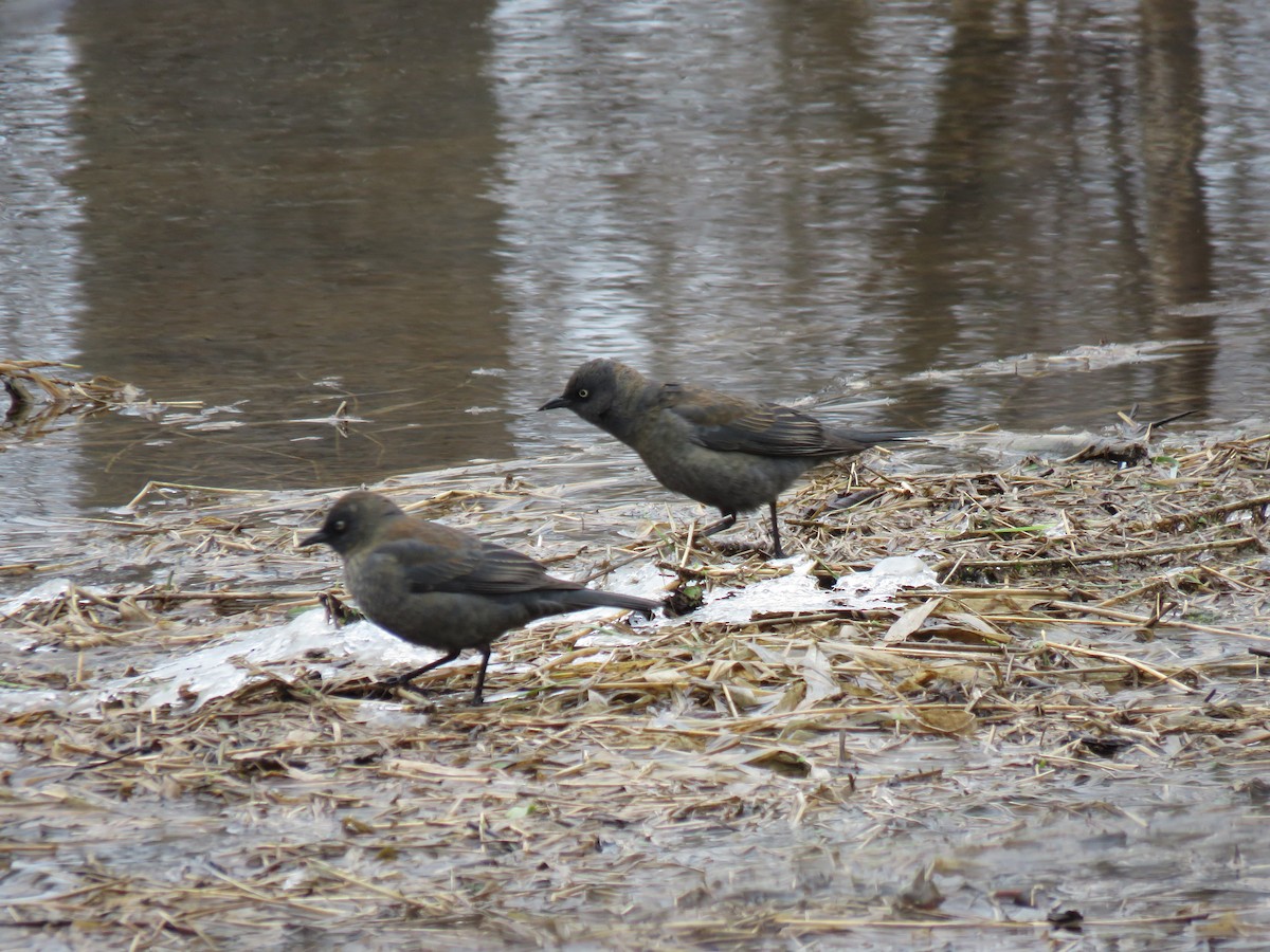 Rusty/Brewer's Blackbird - ML559233951