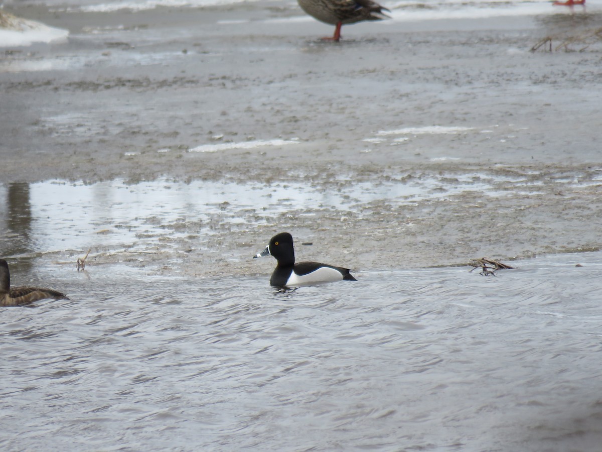 Ring-necked Duck - ML559234371
