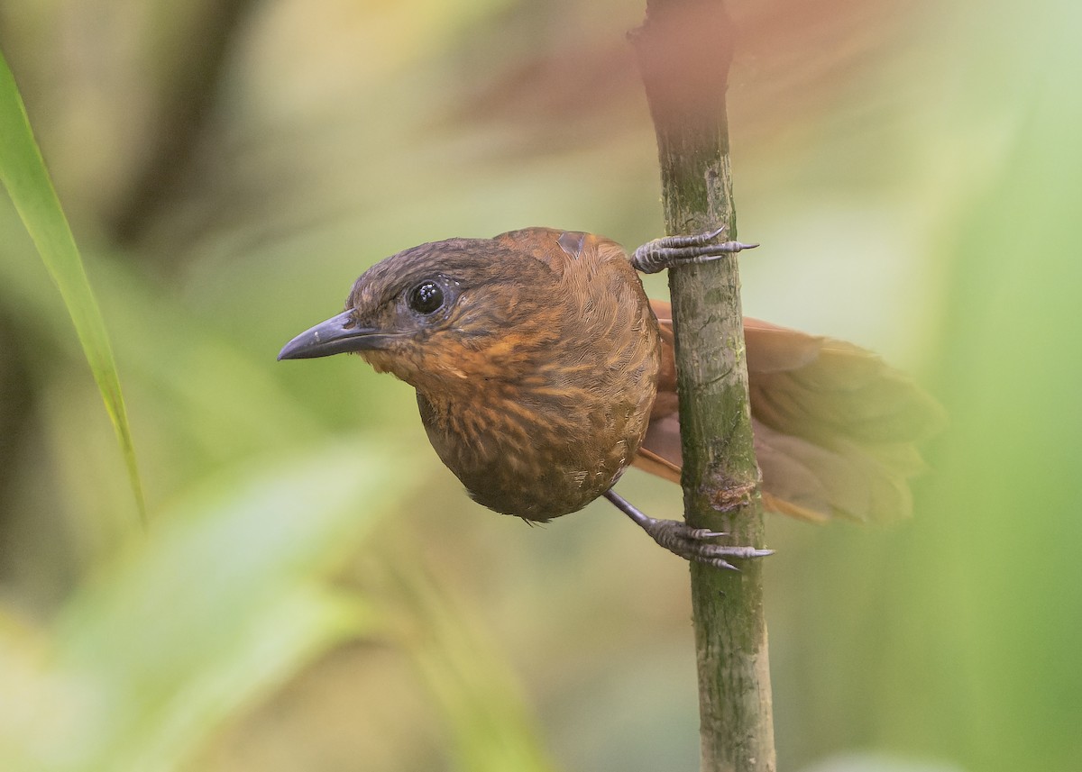 Streak-breasted Treehunter - ML559234481