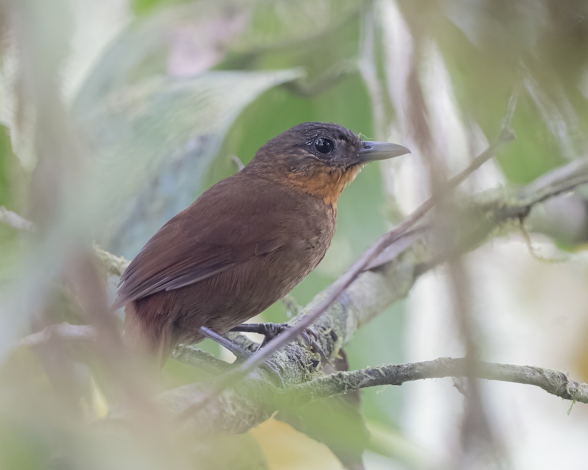 Streak-breasted Treehunter - ML559234491