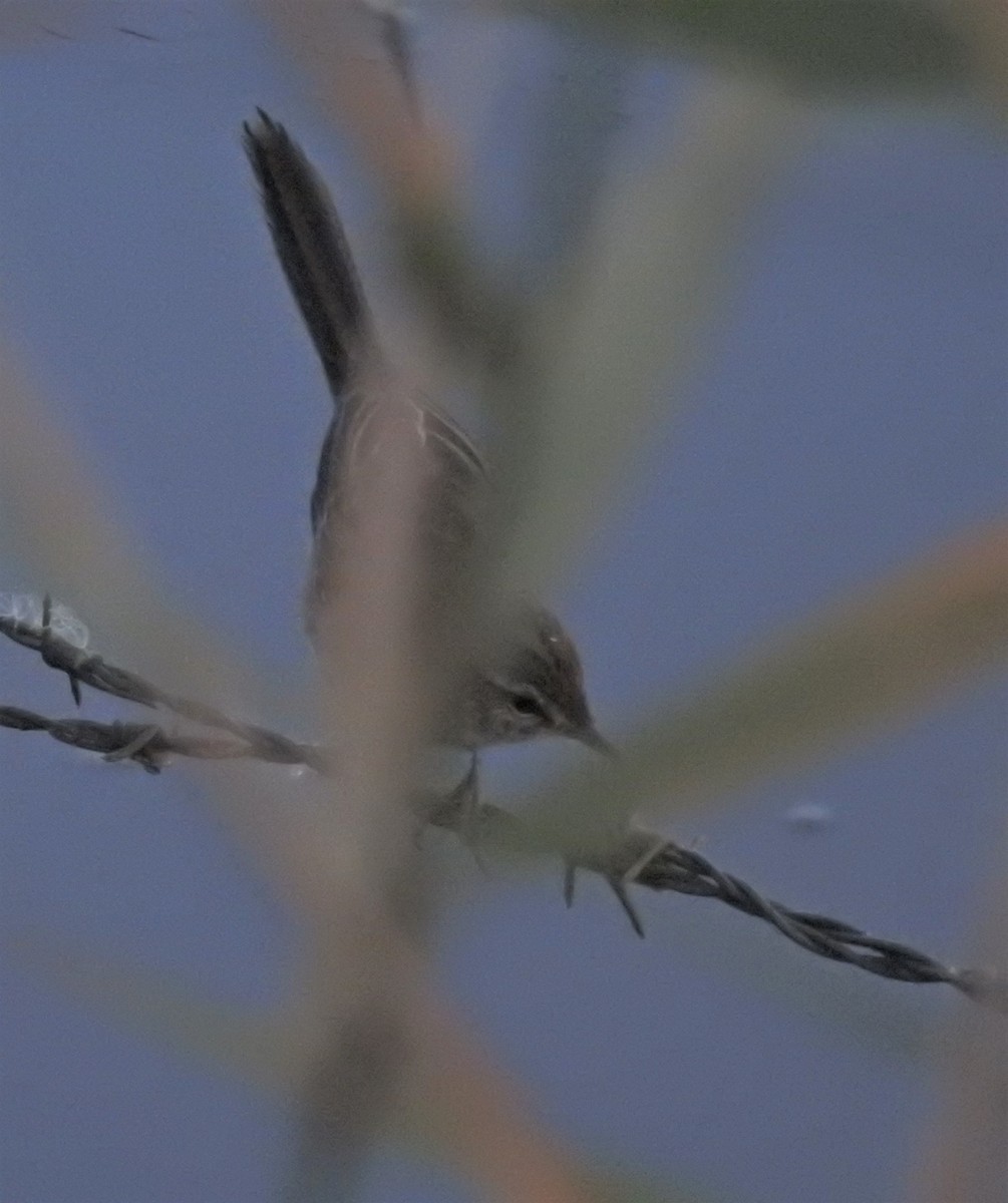 Little Grassbird - ML559234801