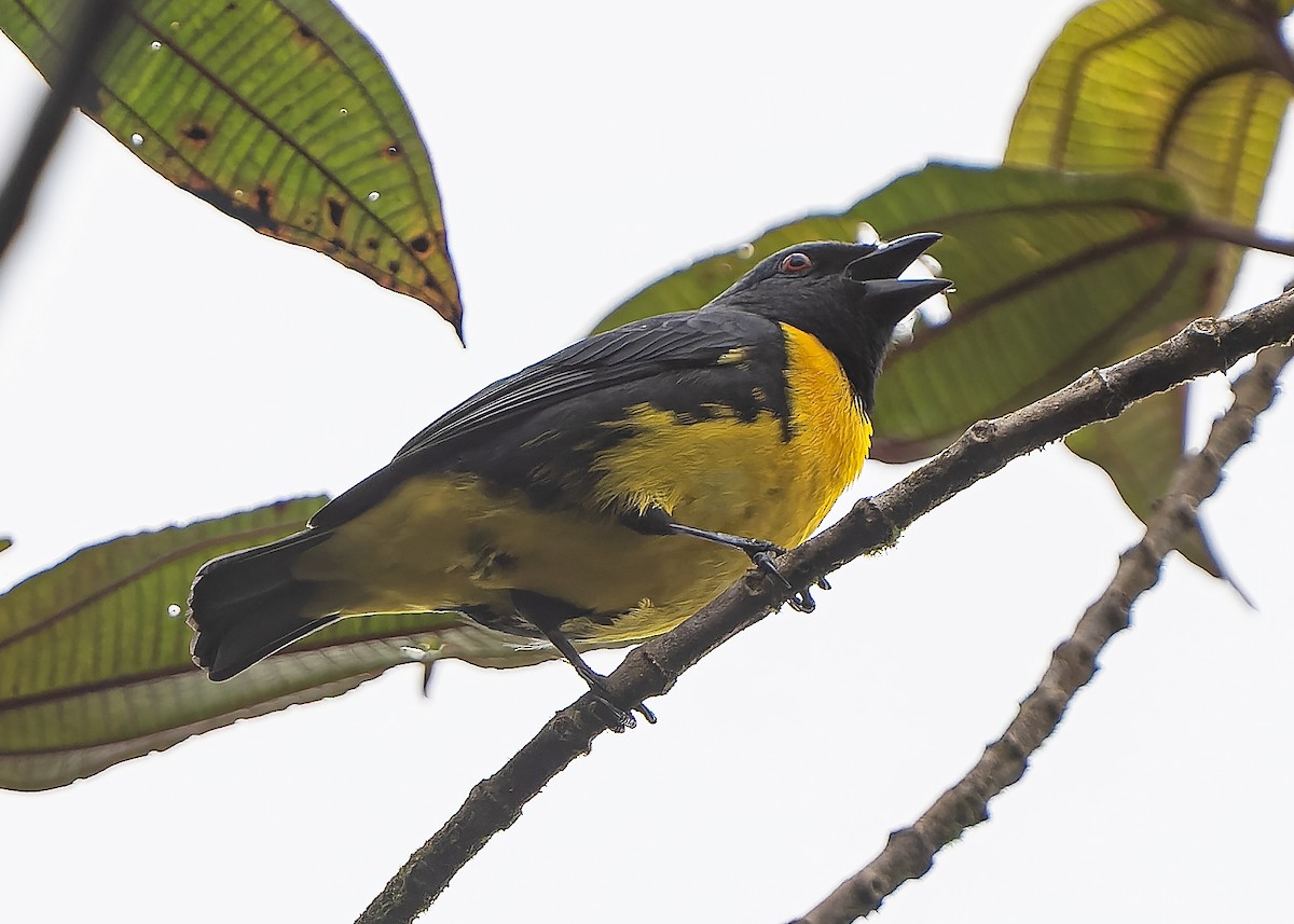 Blue-and-gold Tanager - ML559234811