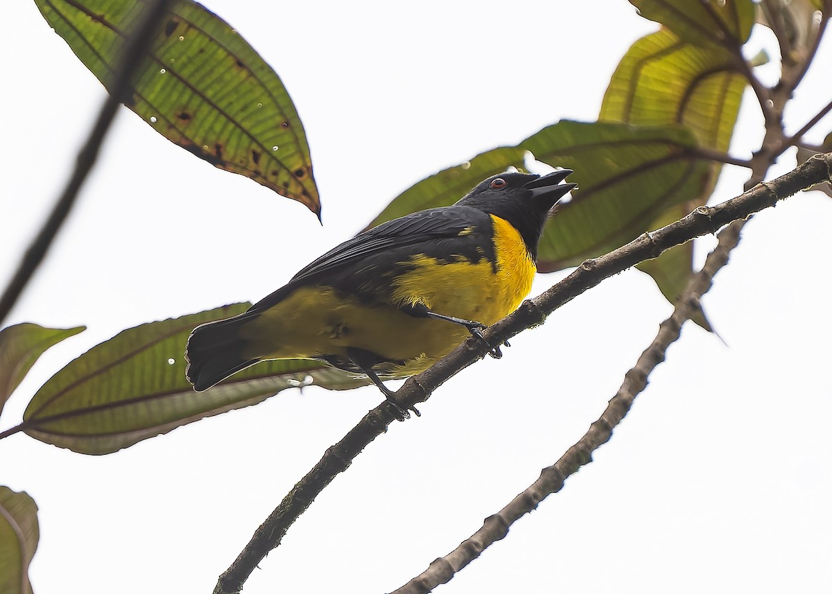 Blue-and-gold Tanager - ML559234821