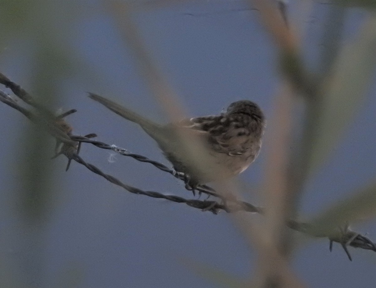 Little Grassbird - ML559234981