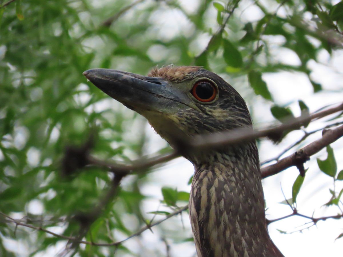 Yellow-crowned Night Heron - Michelle Browning