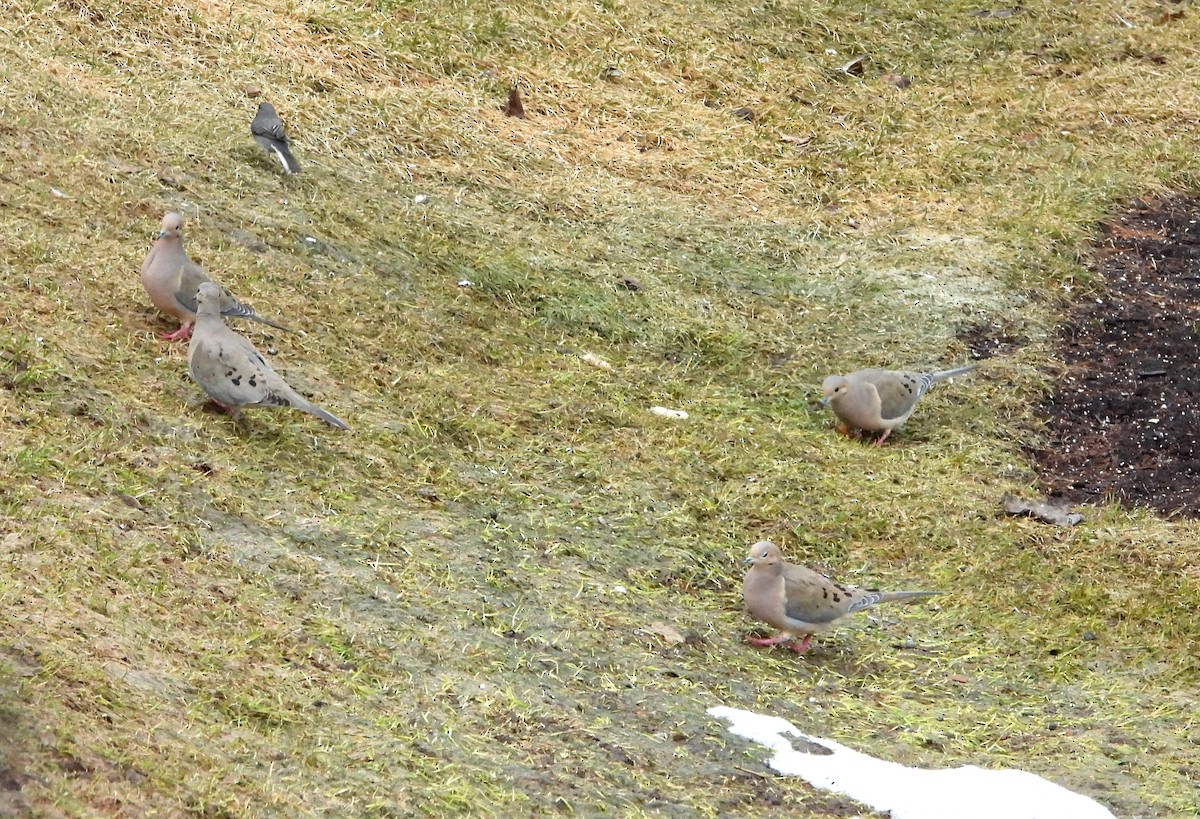 Mourning Dove - ML559235471