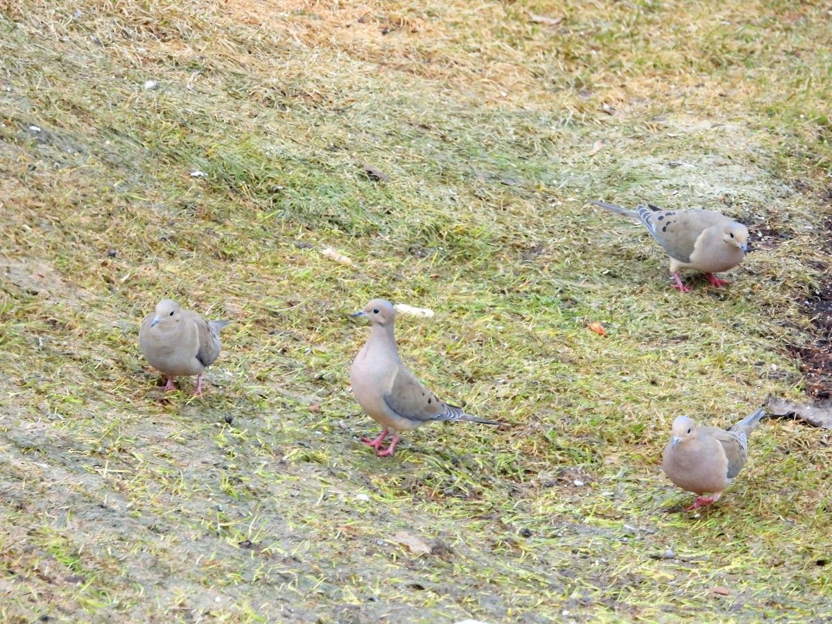 Mourning Dove - ML559235511