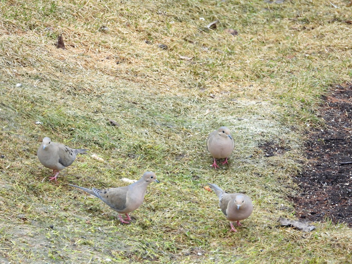 Mourning Dove - ML559235521