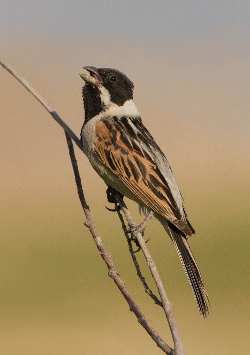 Reed Bunting - Mohamad javad Rostami ahmadvandi