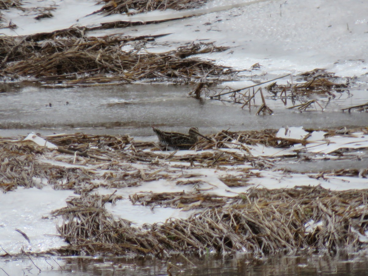 Wilson's Snipe - ML559238721