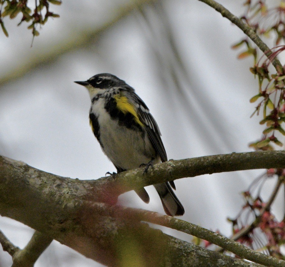 Yellow-rumped Warbler - ML559238931