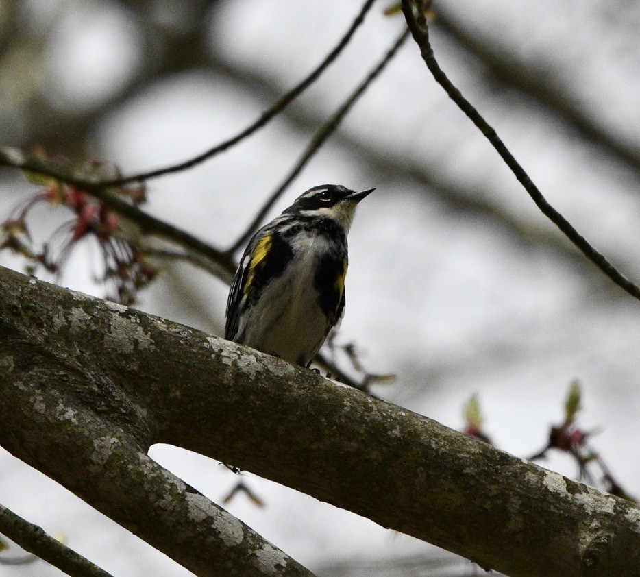 Yellow-rumped Warbler - ML559238981