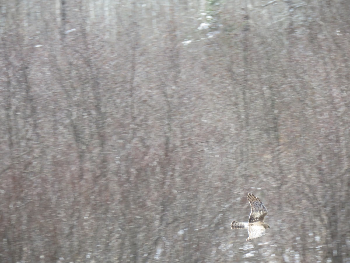 Northern Harrier - ML559239021
