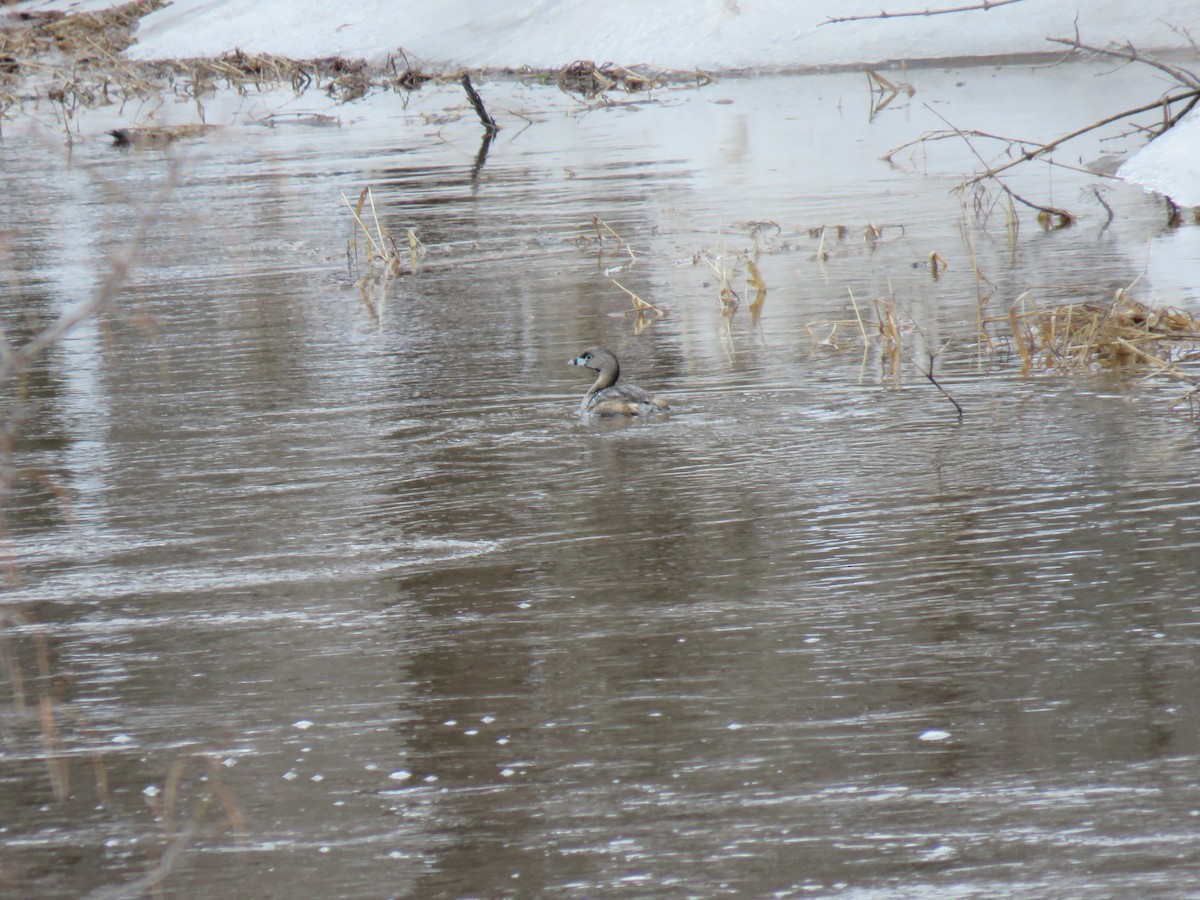 Pied-billed Grebe - ML559239241