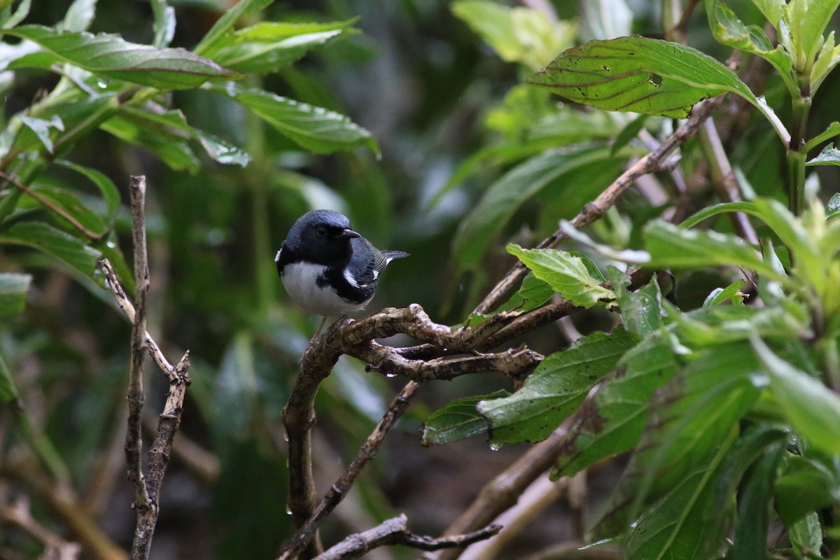 Black-throated Blue Warbler - Robert McNab