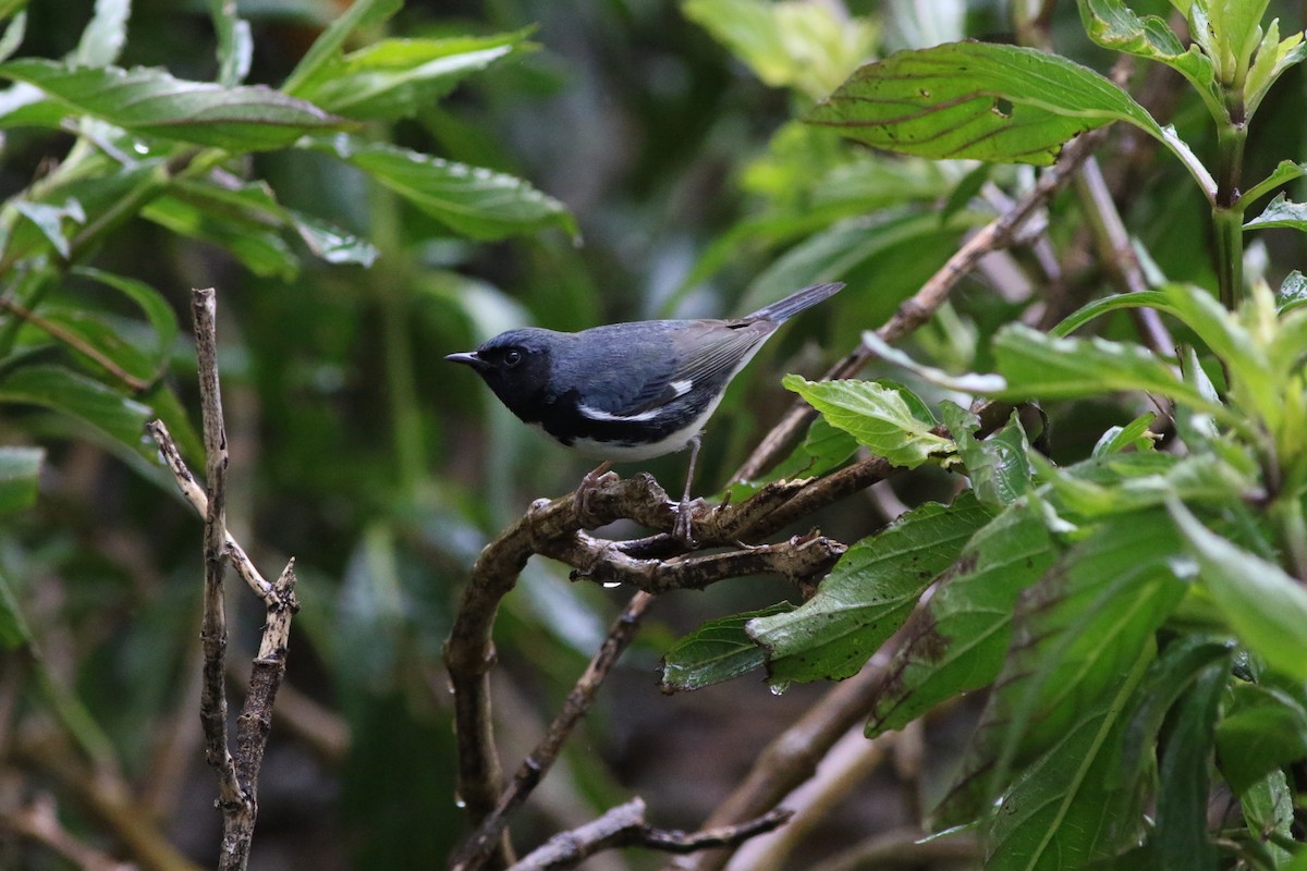 Black-throated Blue Warbler - ML559239721