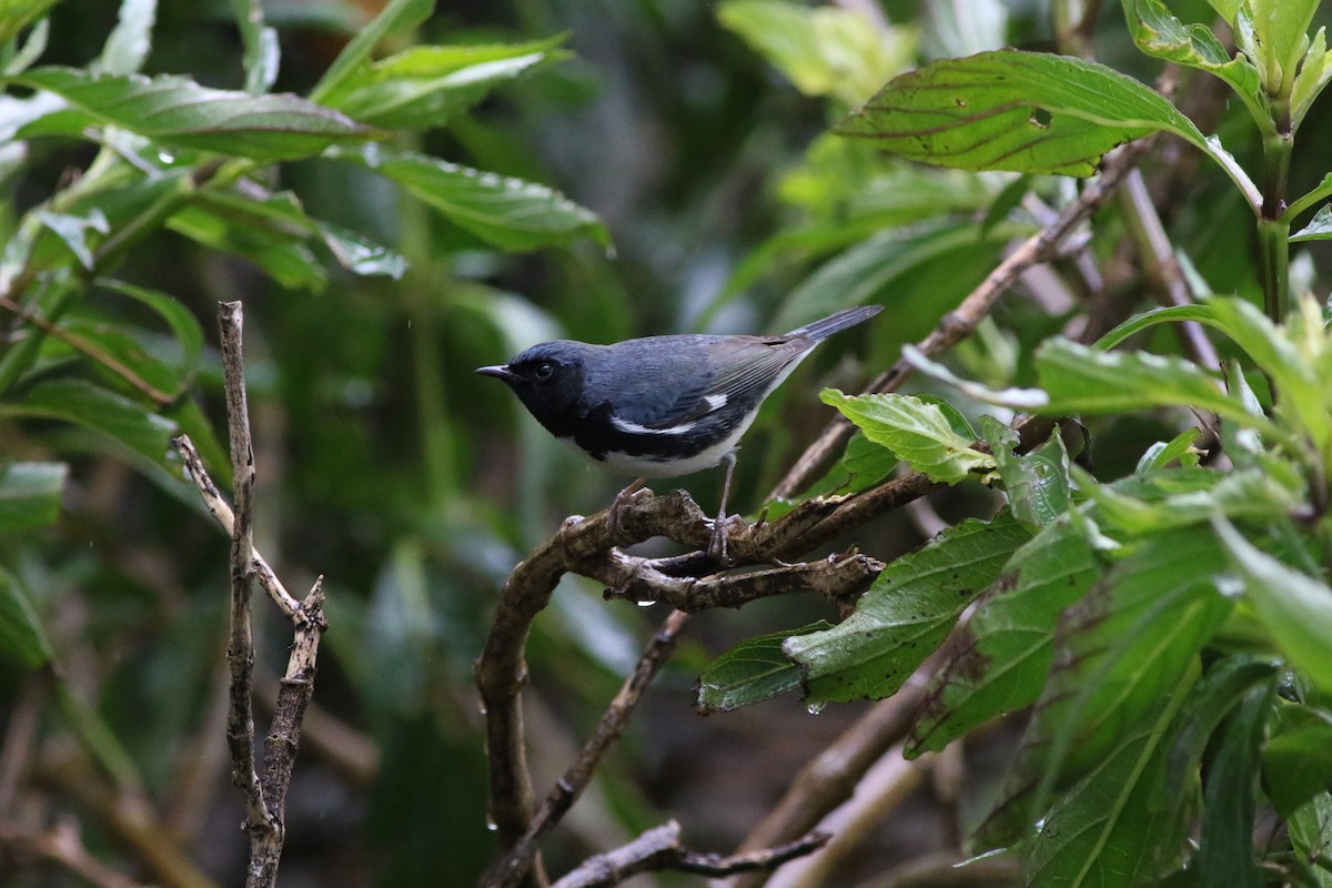 Black-throated Blue Warbler - Robert McNab