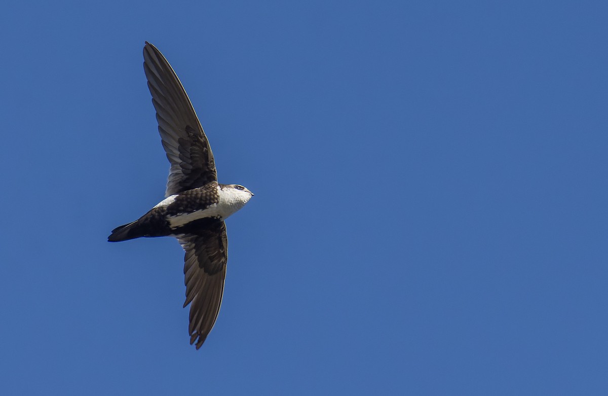 White-throated Swift - ML559240371