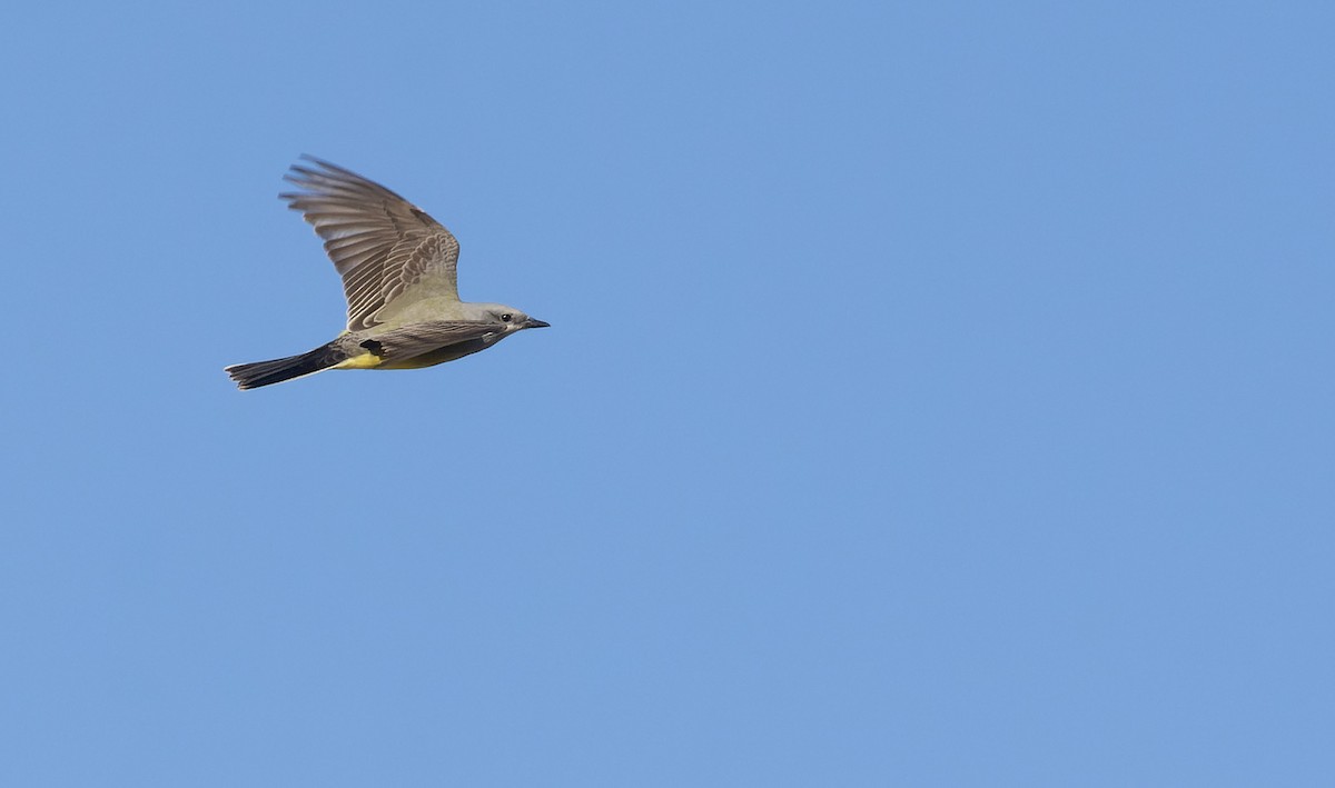 Western Kingbird - Marky Mutchler