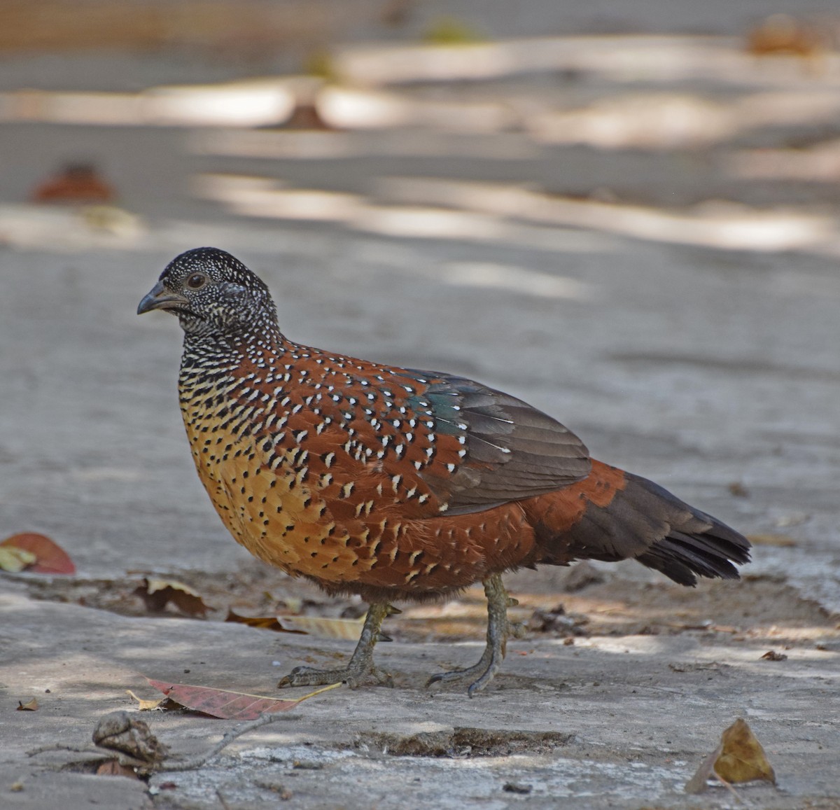 Painted Spurfowl - ML55924081