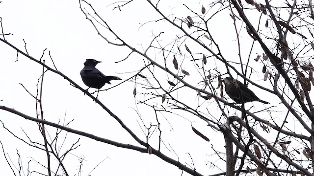 Quiscale rouilleux - ML559240821