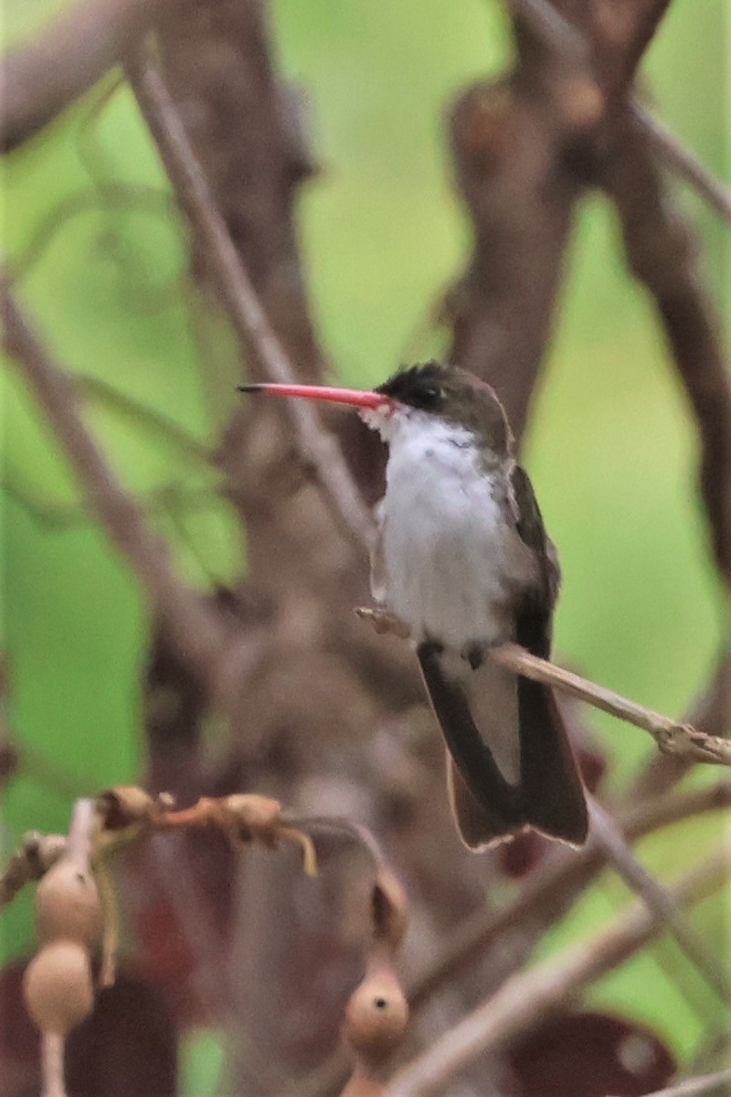 Green-fronted Hummingbird (Green-fronted) - Garth V. Riley