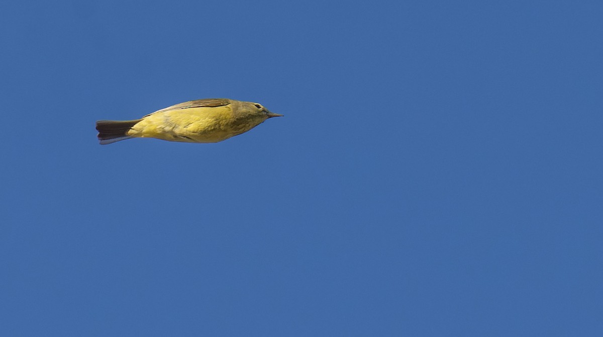 Orange-crowned Warbler - Marky Mutchler