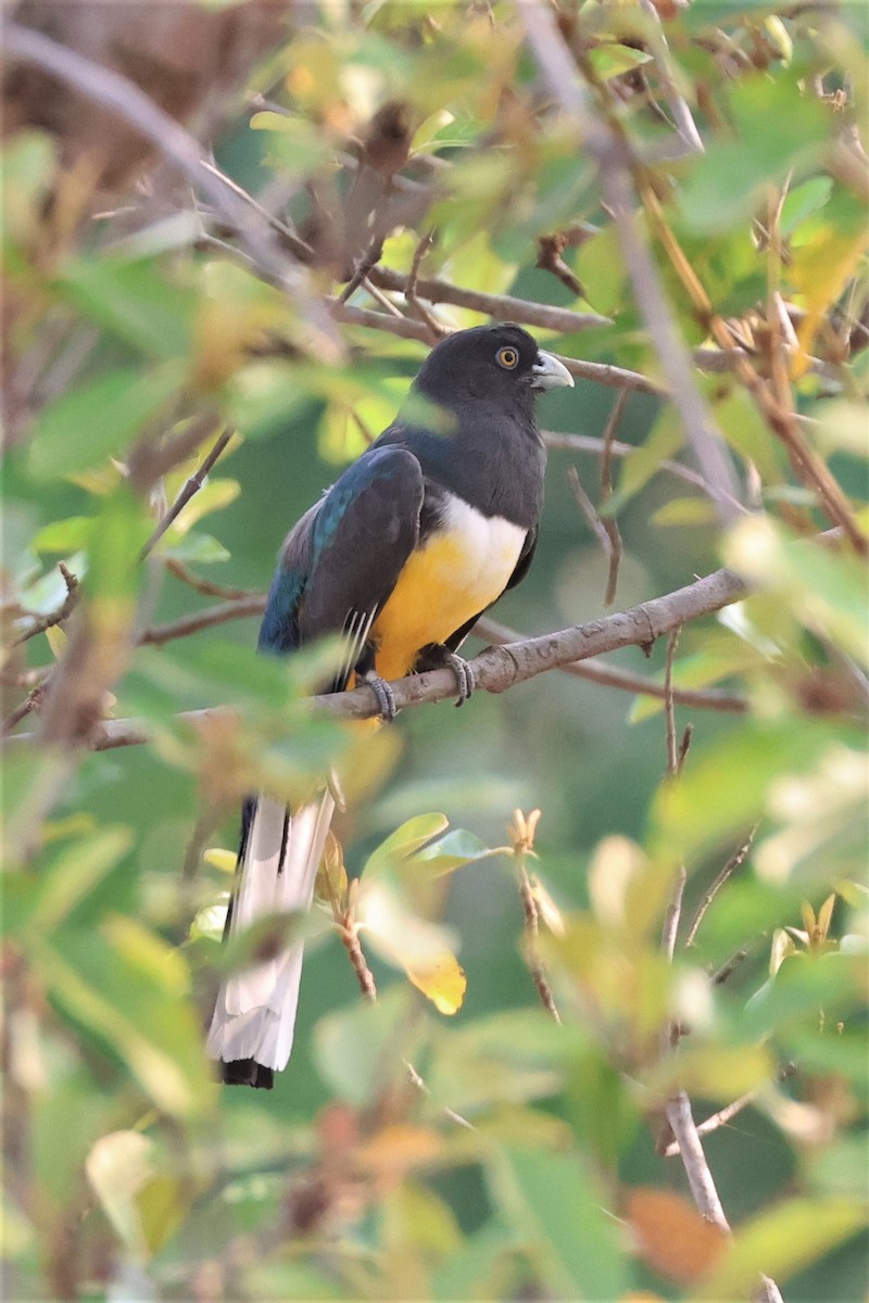 Trogon citrin - ML559242401