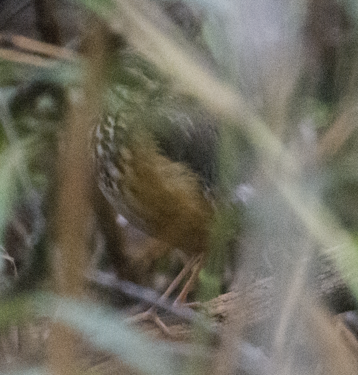 White-browed Antpitta - johnny powell